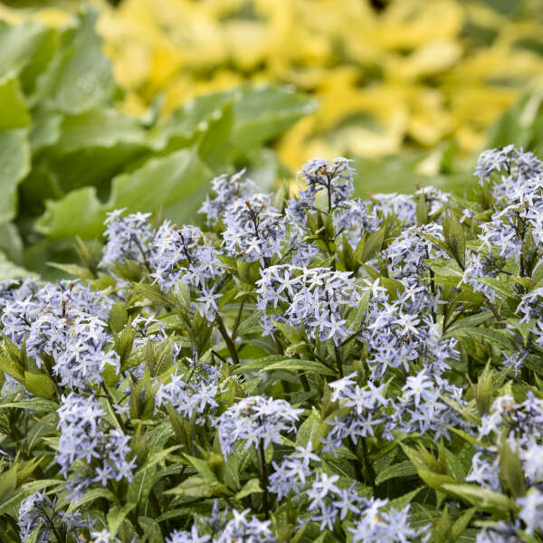 Amsonia 'Starstruck' Blue Star