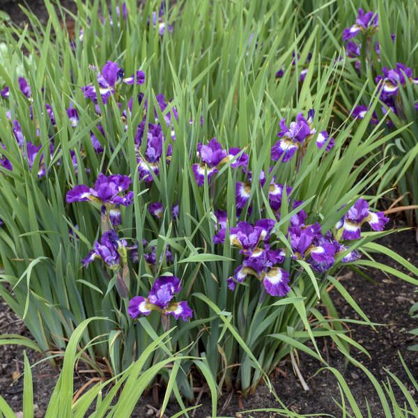 Iris 'Jewelled Crown' Siberian Iris