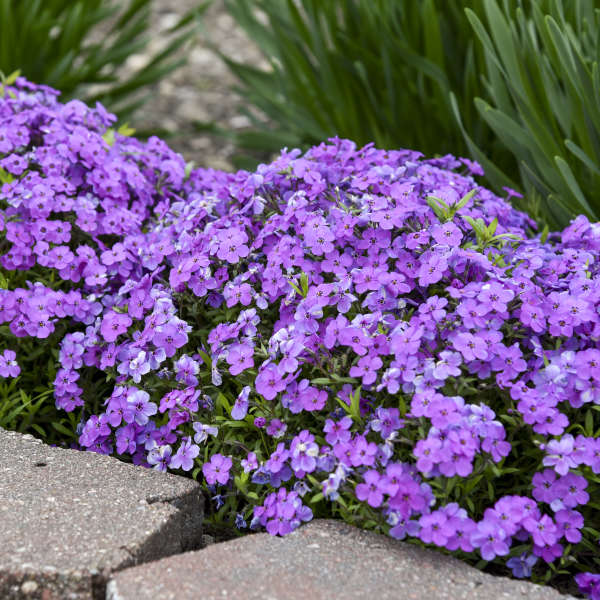 Phlox 'Purple Sprite' Hybrid Spring Phlox
