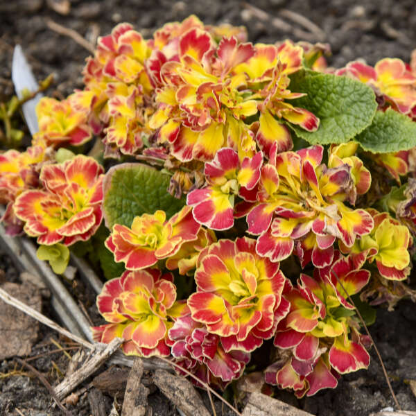 Primula PRIMA BELARINA® CARNIVAL Primrose