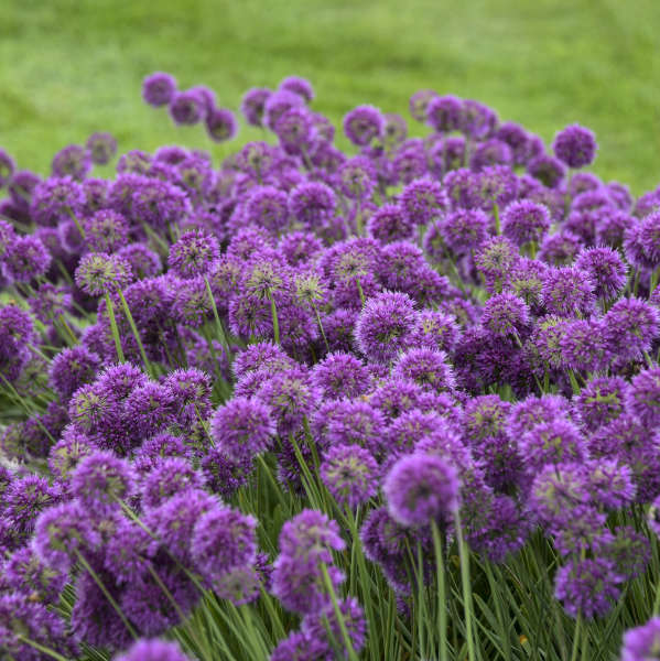 Allium 'Lavender Bubbles' Ornamental Onion