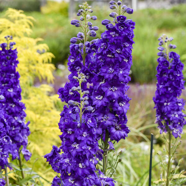 Delphinium 'Purple Passion' Hybrid Bee Delphinium