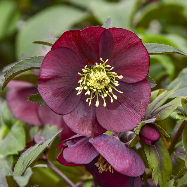 Helleborus 'Rome in Red' Lenten Rose