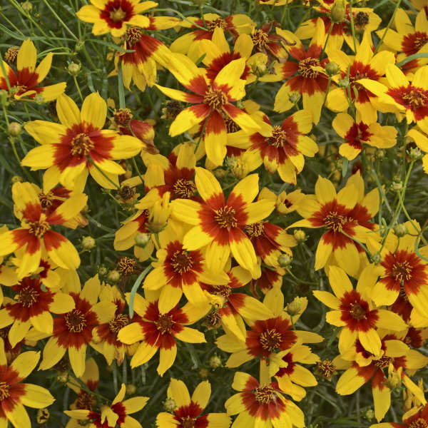 Coreopsis 'Curry Up' Threadleaf Coreopsis