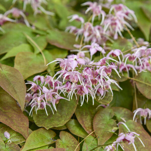 Epimedium 'Pretty in Pink' Barrenwort