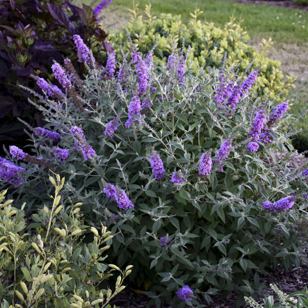 Buddleia 'Lavender Cupcake' Butterfly Bush