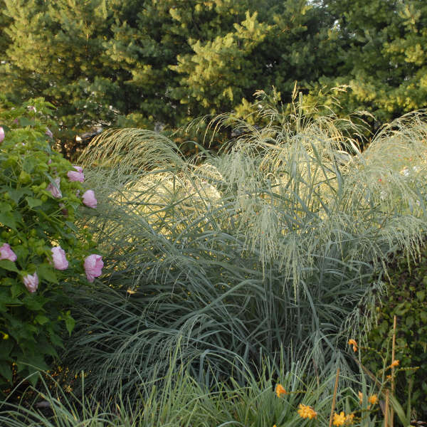 Panicum 'Dewey Blue' Bitter Switch Grass