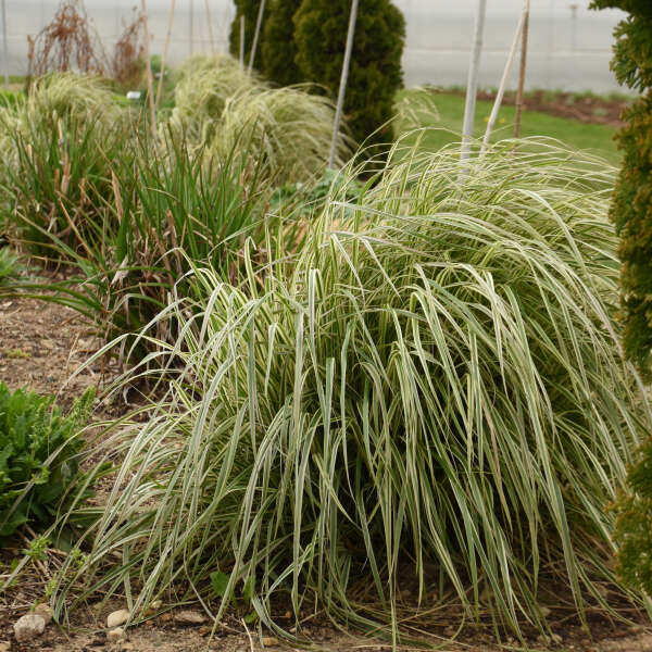 Calamagrostis Hello Spring!™ Feather Reed Grass