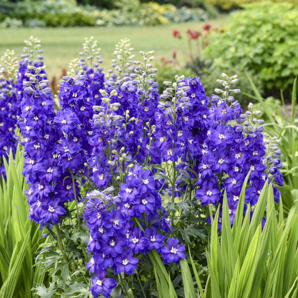 Delphinium 'Violets Are Blue' Hybrid Bee Delphinium