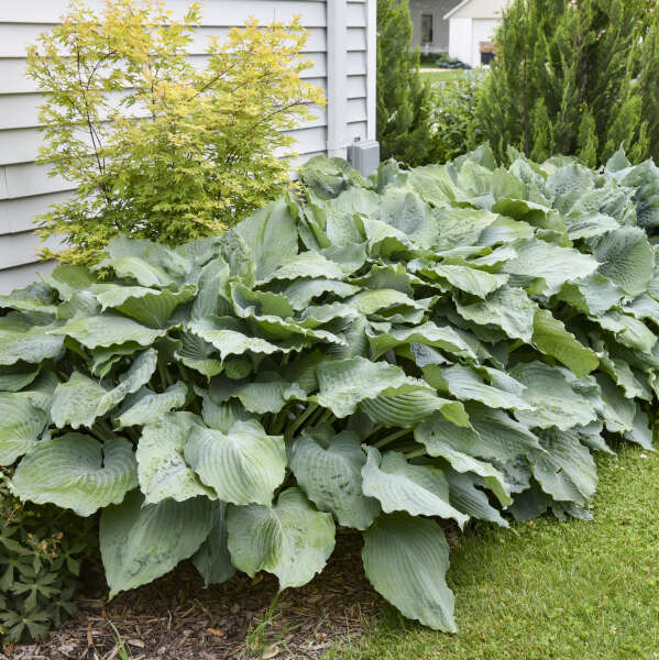 Hosta 'Diamond Lake' Hosta