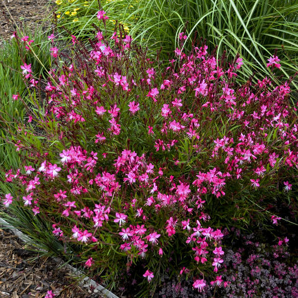 Gaura BELLEZA® Dark Pink Gaura