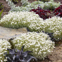 Cerastium 'Cloud Cover'