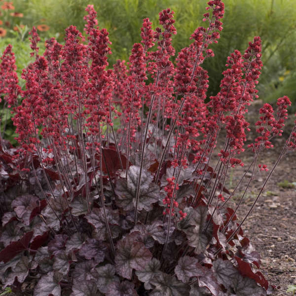 Heuchera 'Hollywood' Coral Bells