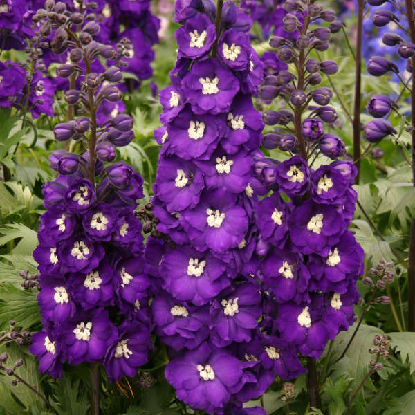 Delphinium 'Purple Passion' | Walters Gardens, Inc.