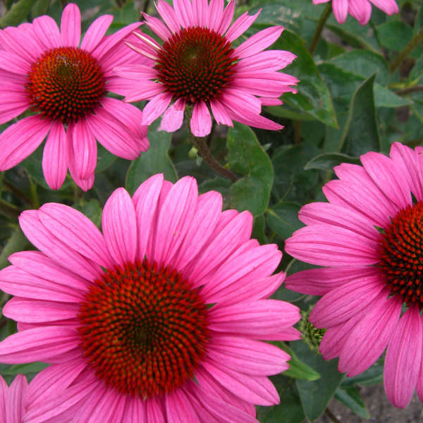 Echinacea purpurea 'Elton Knight' PP18133 | Perennial Resource