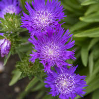 Stokesia 'Honeysong Purple'