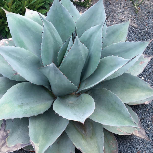 Agave 'Frosty Blue' Agave