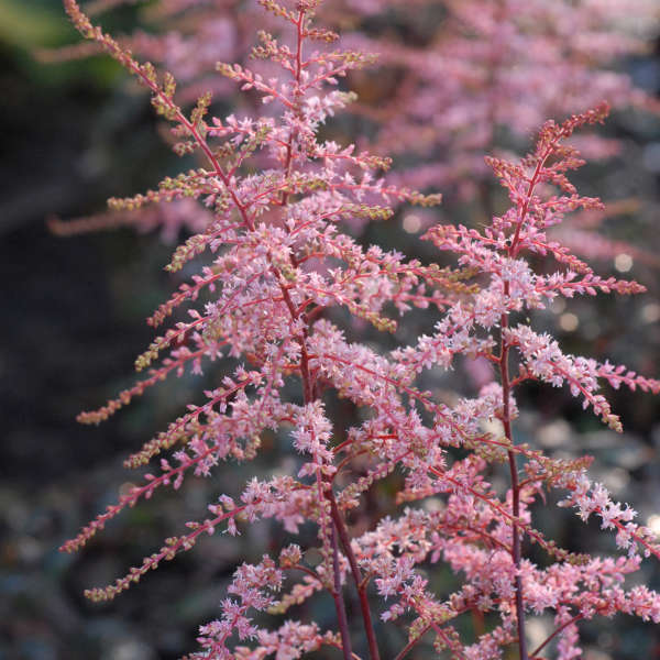 Astilbe 'Key Biscayne' Astilbe