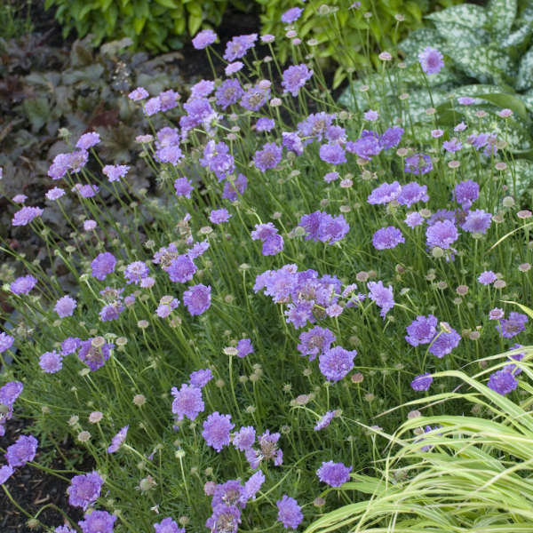 Scabiosa 'Vivid Violet' Pincushion Flower