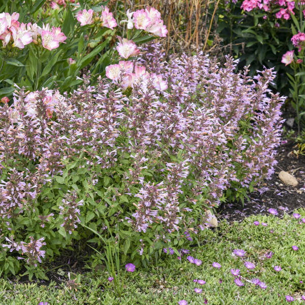 Agastache 'Pinky Pie' Hummingbird Mint