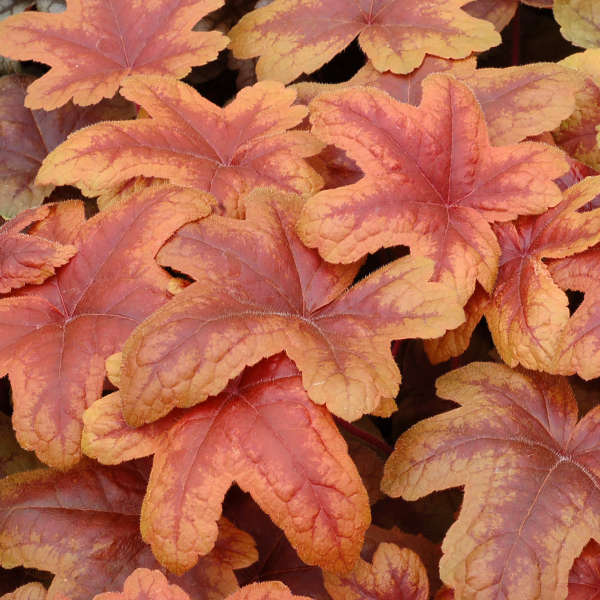 Heucherella 'Brass Lantern' Foamy Bells