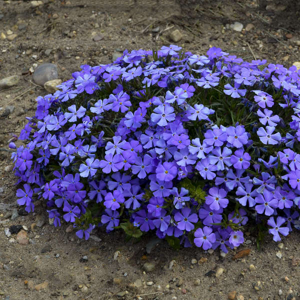 Phlox 'Rocky Road Violet Blue' Hybrid Spring Phlox
