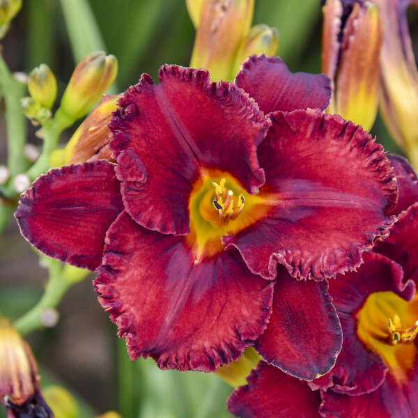 Hemerocallis 'Gothic Grenadine' Daylily