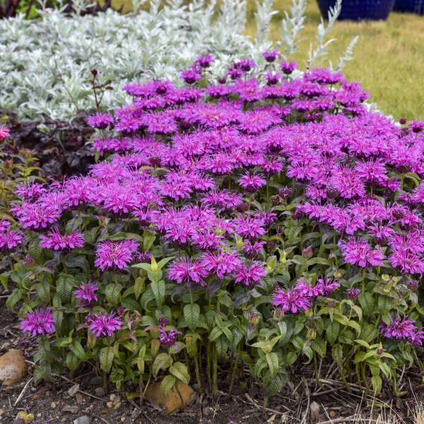 Monarda 'Leading Lady Plum' Bee Balm