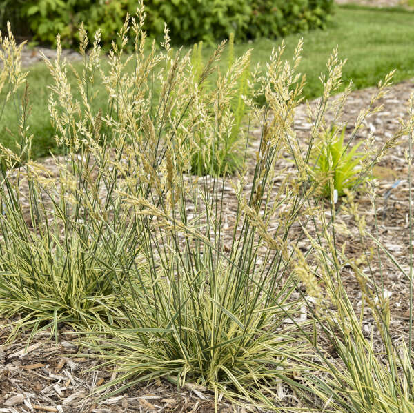 Festuca 'Perfect Edging' Tall Fescue