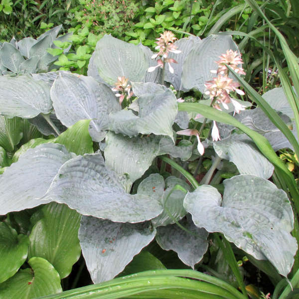 Hosta 'Queen of the Seas' Hosta