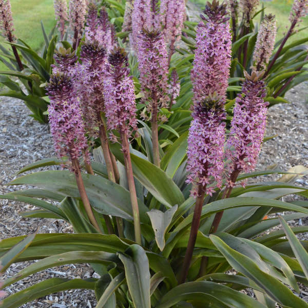 Eucomis 'African Night' Pineapple Lily