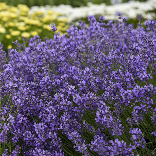 Lavandula 'Munstead' English Lavender