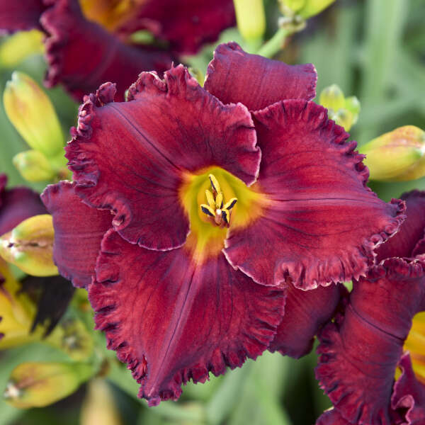 Hemerocallis 'Gothic Grenadine' Daylily