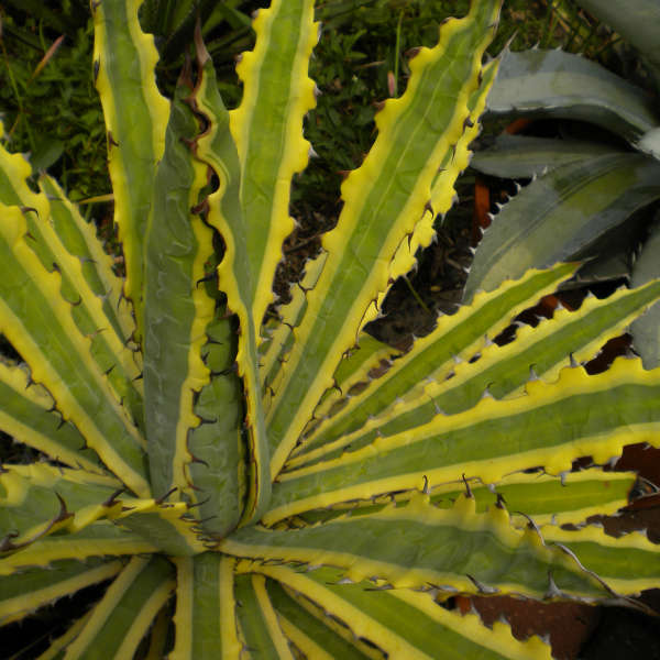 Agave 'Frostbite' Agave