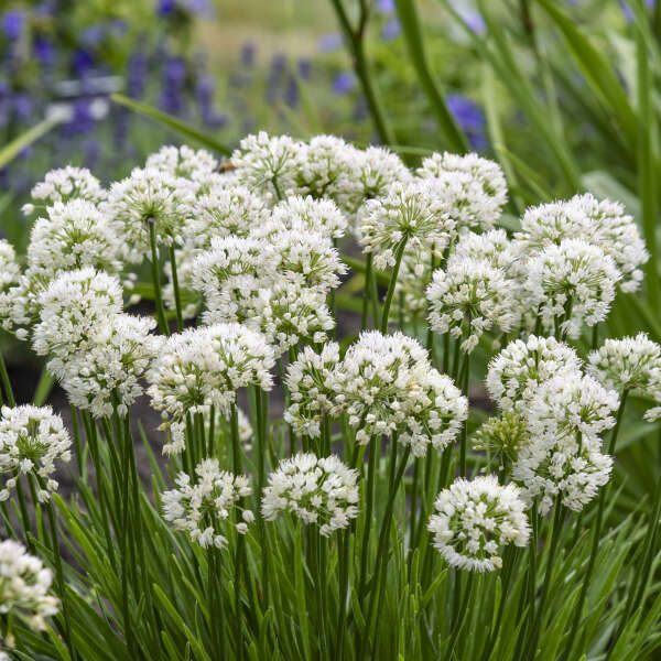 Allium 'Needlepoint' Ornamental Onion
