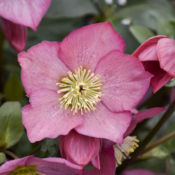 Helleborus ROSEMARY Lenten Rose