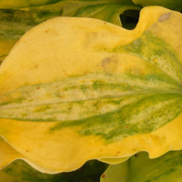 Hosta 'Silver Threads and Golden Needles' Hosta