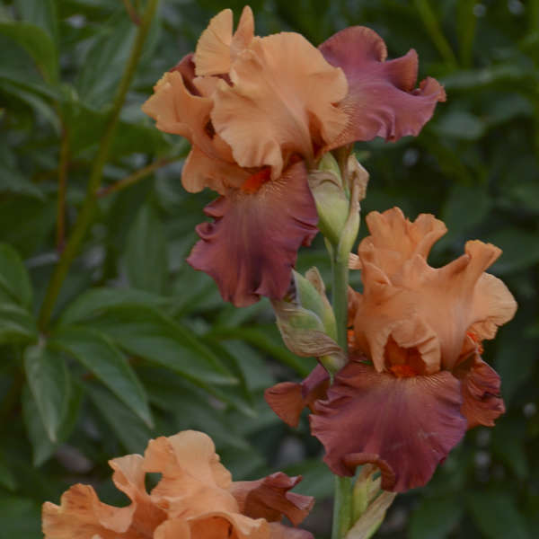 Iris 'Lovely Seorita' Tall Bearded Iris