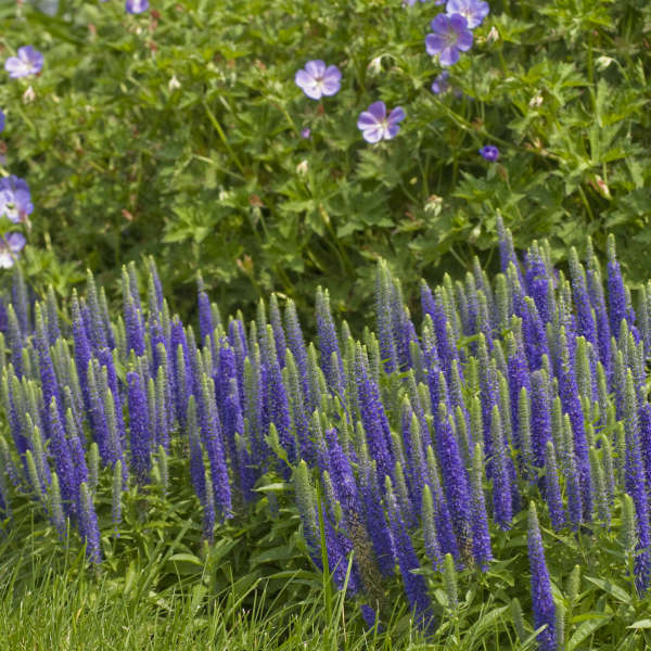 Veronica 'Royal Candles' Spike Speedwell