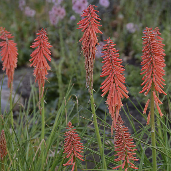 Kniphofia 'Red Rocket' Red Hot Poker