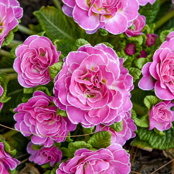 Primula 'Rosalina' Primrose