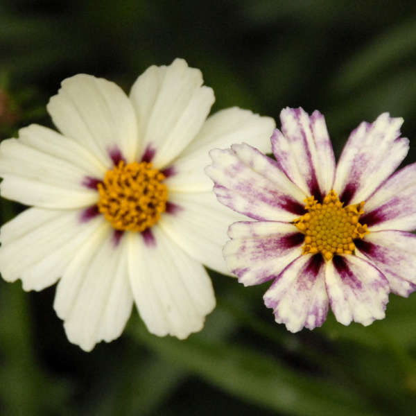 Coreopsis 'Star Cluster' Tickseed