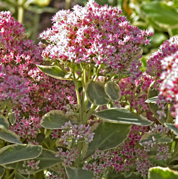 Sedum 'Frosty Morn' Autumn Stonecrop