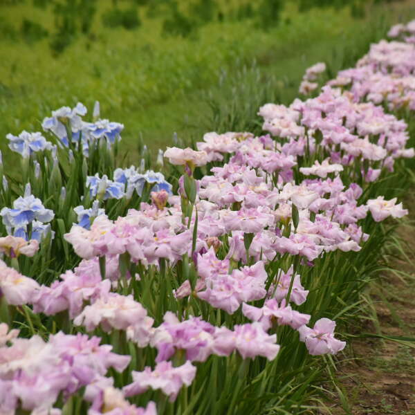 Iris 'Pinkerton' Japanese Iris