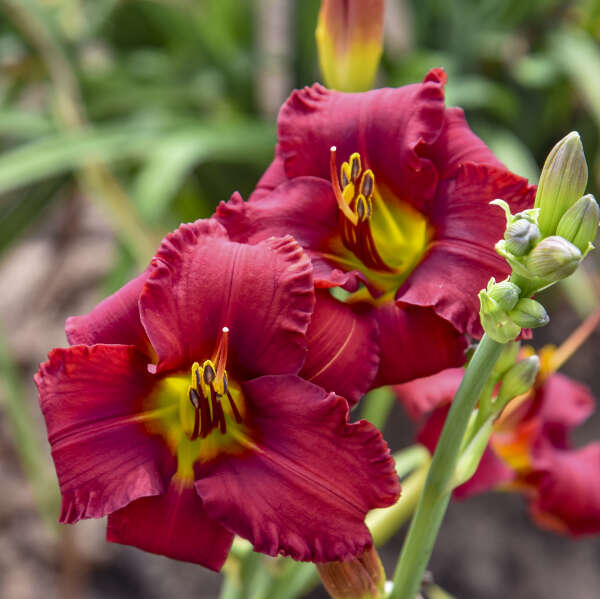 Hemerocallis 'Blazing Returns' Daylily