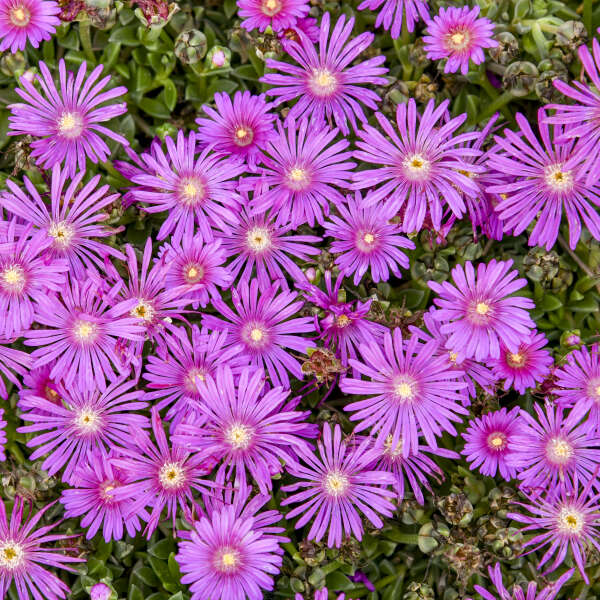 Delosperma 'Electric Slide' Ice Plant
