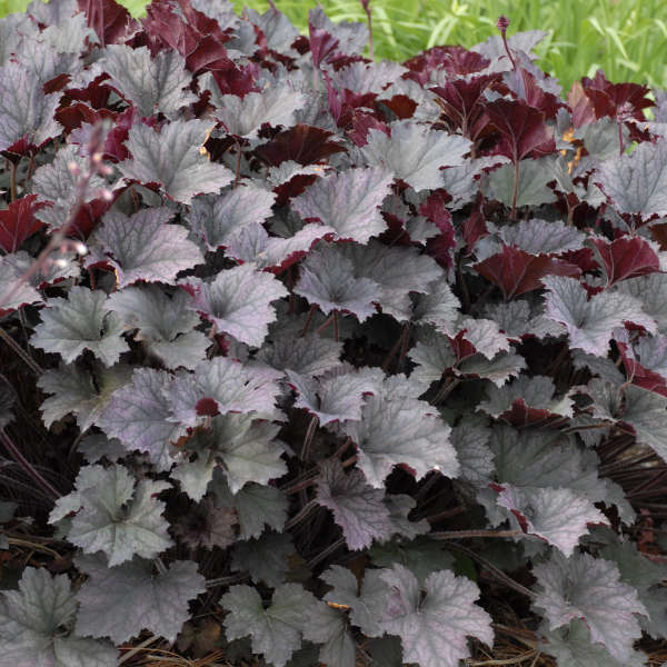 Heuchera 'Frosted Violet' Coral Bells