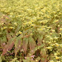 Epimedium 'Woodland Elf'