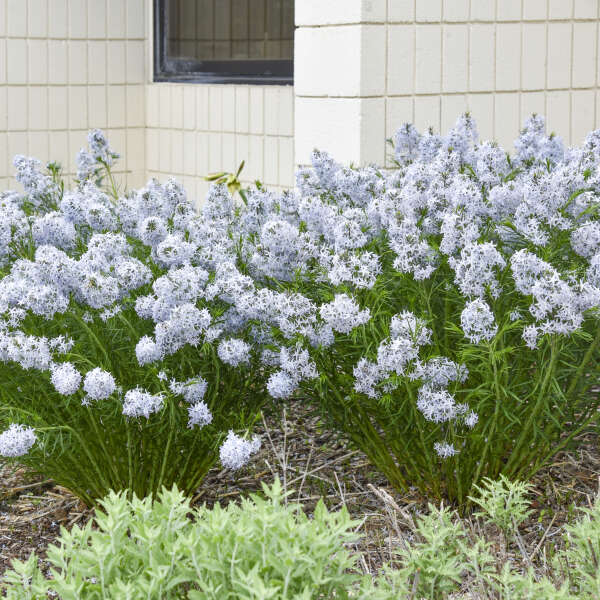 Amsonia 'String Theory' Blue Star