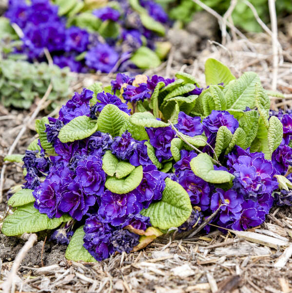 Primula 'Violetta' Primrose